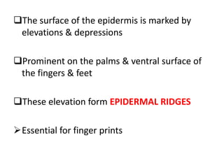 The surface of the epidermis is marked by
elevations & depressions
Prominent on the palms & ventral surface of
the fingers & feet
These elevation form EPIDERMAL RIDGES
Essential for finger prints
 