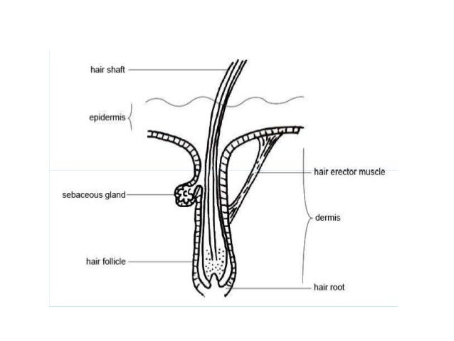 Skin & its appendages