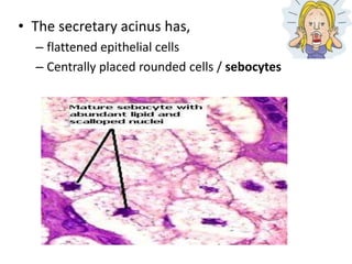 Skin Histology | PPTX