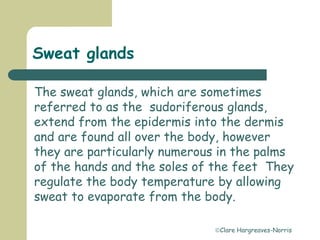 Clare Hargreaves-Norris
Sweat glands
The sweat glands, which are sometimes
referred to as the sudoriferous glands,
extend from the epidermis into the dermis
and are found all over the body, however
they are particularly numerous in the palms
of the hands and the soles of the feet They
regulate the body temperature by allowing
sweat to evaporate from the body.
 
