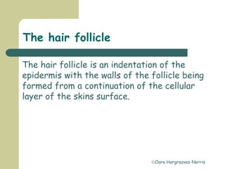 Clare Hargreaves-Norris
The hair follicle
The hair follicle is an indentation of the
epidermis with the walls of the follicle being
formed from a continuation of the cellular
layer of the skins surface.
 