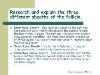Clare Hargreaves-Norris
Research and explain the three
different sheaths of the follicle.
 Inner Root Sheath - this layer is closest to the hair and
has scale like cells that interlock with the cuticle to hold
the hair firmly in place. The hair and the inner root sheath
grow upwards, together. The inner root sheath is made up
of three layers – cuticle of inner root sheath, Henley’s layer
and Huxley’s layer.
 Outer Root Sheath - this is the follicle wall, it does not
grow upwards but remains stationary in one place.
 Connective Tissue Sheath – this surrounds the rest of the
follicle and the sebaceous gland. This is an extension of the
papillary layer of the dermis and provides a sensory nerve
and blood supply.
 