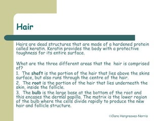 Clare Hargreaves-Norris
Hair
Hairs are dead structures that are made of a hardened protein
called keratin. Keratin provides the body with a protective
toughness for its entire surface.
What are the three different areas that the hair is comprised
of?
1. The shaft is the portion of the hair that lies above the skins
surface, but also runs through the centre of the hair.
2. The root is the portion of the hair that lies underneath the
skin, inside the follicle.
3. The bulb is the large base at the bottom of the root and
this encases the dermal papilla. The matrix is the lower region
of the bulb where the cells divide rapidly to produce the new
hair and follicle structure.
 