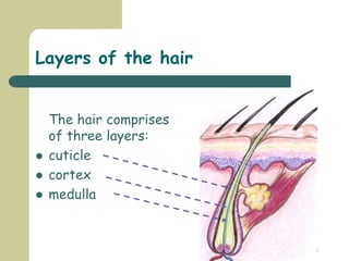 Clare Hargreaves-Norris
Layers of the hair
The hair comprises
of three layers:
 cuticle
 cortex
 medulla
 
