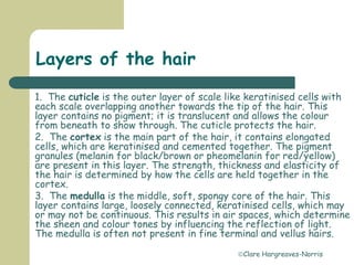 Clare Hargreaves-Norris
Layers of the hair
1. The cuticle is the outer layer of scale like keratinised cells with
each scale overlapping another towards the tip of the hair. This
layer contains no pigment; it is translucent and allows the colour
from beneath to show through. The cuticle protects the hair.
2. The cortex is the main part of the hair, it contains elongated
cells, which are keratinised and cemented together. The pigment
granules (melanin for black/brown or pheomelanin for red/yellow)
are present in this layer. The strength, thickness and elasticity of
the hair is determined by how the cells are held together in the
cortex.
3. The medulla is the middle, soft, spongy core of the hair. This
layer contains large, loosely connected, keratinised cells, which may
or may not be continuous. This results in air spaces, which determine
the sheen and colour tones by influencing the reflection of light.
The medulla is often not present in fine terminal and vellus hairs.
 