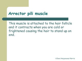 Clare Hargreaves-Norris
Arrector pili muscle
This muscle is attached to the hair follicle
and it contracts when you are cold or
frightened causing the hair to stand up on
end.
 