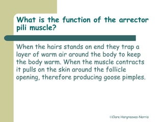 Clare Hargreaves-Norris
What is the function of the arrector
pili muscle?
When the hairs stands on end they trap a
layer of warm air around the body to keep
the body warm. When the muscle contracts
it pulls on the skin around the follicle
opening, therefore producing goose pimples.
 