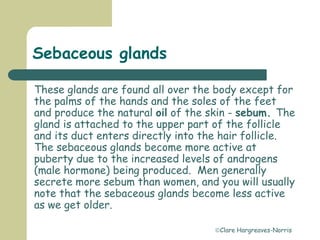 Clare Hargreaves-Norris
Sebaceous glands
These glands are found all over the body except for
the palms of the hands and the soles of the feet
and produce the natural oil of the skin - sebum. The
gland is attached to the upper part of the follicle
and its duct enters directly into the hair follicle.
The sebaceous glands become more active at
puberty due to the increased levels of androgens
(male hormone) being produced. Men generally
secrete more sebum than women, and you will usually
note that the sebaceous glands become less active
as we get older.
 