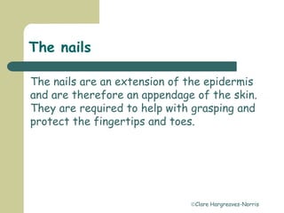 Clare Hargreaves-Norris
The nails
The nails are an extension of the epidermis
and are therefore an appendage of the skin.
They are required to help with grasping and
protect the fingertips and toes.
 
