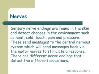 Clare Hargreaves-Norris
Nerves
Sensory nerve endings are found in the skin
and detect changes in the environment such
as heat, cold, touch, pain and pressure.
These send messages to the central nervous
system which will send messages back via
the motor nerves to stimulate a response.
There are different nerve endings that
detect the different sensations.
 
