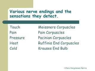 Clare Hargreaves-Norris
Various nerve endings and the
sensations they detect.
Touch Meissners Corpuscles
Pain Pain Corpuscles
Pressure Pacinian Corpuscles
Heat Ruffinis End Corpuscles
Cold Krauses End Bulb
 