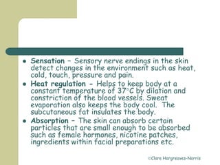 Clare Hargreaves-Norris
 Sensation – Sensory nerve endings in the skin
detect changes in the environment such as heat,
cold, touch, pressure and pain.
 Heat regulation - Helps to keep body at a
constant temperature of 37C by dilation and
constriction of the blood vessels. Sweat
evaporation also keeps the body cool. The
subcutaneous fat insulates the body.
 Absorption – The skin can absorb certain
particles that are small enough to be absorbed
such as female hormones, nicotine patches,
ingredients within facial preparations etc.
 