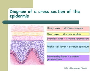 Clare Hargreaves-Norris
Diagram of a cross section of the
epidermis
Horny layer – stratum corneum
Clear layer – stratum lucidum
Granular layer – stratum granulosum
Prickle cell layer – stratum spinosum
Germinating layer – stratum
germinativum
 