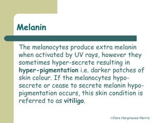 Clare Hargreaves-Norris
Melanin
The melanocytes produce extra melanin
when activated by UV rays, however they
sometimes hyper-secrete resulting in
hyper-pigmentation i.e. darker patches of
skin colour. If the melanocytes hypo-
secrete or cease to secrete melanin hypo-
pigmentation occurs, this skin condition is
referred to as vitiligo.
 