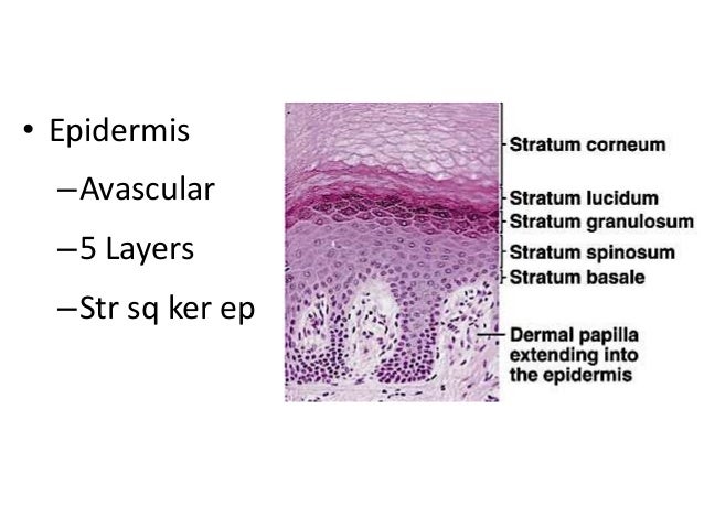 Skin nail layer diagram 