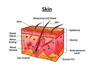 Skin
 