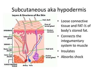 Skin | PPT