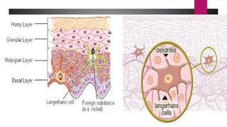 Skin and Appendages of skin | PPT