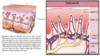 Skin and Appendages of skin | PPT