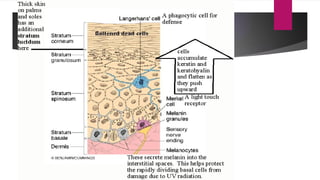 Skin and Appendages of skin | PPT