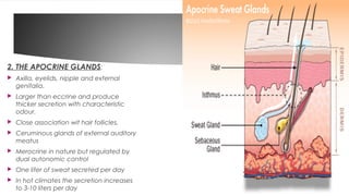 Skin and Appendages of skin | PPT