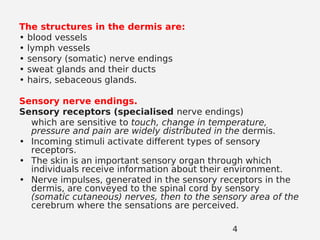 The structures in the dermis are:
• blood vessels
• lymph vessels
• sensory (somatic) nerve endings
• sweat glands and their ducts
• hairs, sebaceous glands.
Sensory nerve endings.
Sensory receptors (specialised nerve endings)
which are sensitive to touch, change in temperature,
pressure and pain are widely distributed in the dermis.
• Incoming stimuli activate different types of sensory
receptors.
• The skin is an important sensory organ through which
individuals receive information about their environment.
• Nerve impulses, generated in the sensory receptors in the
dermis, are conveyed to the spinal cord by sensory
(somatic cutaneous) nerves, then to the sensory area of the
cerebrum where the sensations are perceived.
4
 