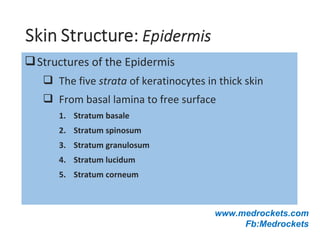 Structures of the Epidermis
 The five strata of keratinocytes in thick skin
 From basal lamina to free surface
1. Stratum basale
2. Stratum spinosum
3. Stratum granulosum
4. Stratum lucidum
5. Stratum corneum
www.medrockets.com
Fb:Medrockets
 
