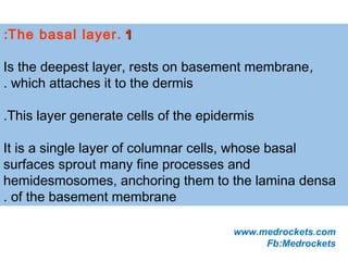 11.The basal layer:
Is the deepest layer, rests on basement membrane,
which attaches it to the dermis.
This layer generate cells of the epidermis.
It is a single layer of columnar cells, whose basal
surfaces sprout many fine processes and
hemidesmosomes, anchoring them to the lamina densa
of the basement membrane.
www.medrockets.com
Fb:Medrockets
 
