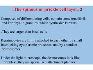 22..The spinous or prickle cell layer:
Composed of differentiating cells, contain some tonofibrils
and kertohyalin granules, which synthesize keratins.
They are larger than basal cells.
Keratinocytes are firmly attached to each other by small
interlocking cytoplasmic processes, and by abundant
desmosomes.
Under the light microscope, the desmosomes look like
‘prickles’, they are specialized attachment plaques.
 