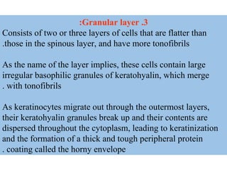 3.Granular layer:
Consists of two or three layers of cells that are flatter than
those in the spinous layer, and have more tonofibrils.
As the name of the layer implies, these cells contain large
irregular basophilic granules of keratohyalin, which merge
with tonofibrils.
As keratinocytes migrate out through the outermost layers,
their keratohyalin granules break up and their contents are
dispersed throughout the cytoplasm, leading to keratinization
and the formation of a thick and tough peripheral protein
coating called the horny envelope.
 