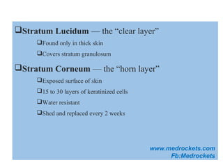 Stratum Lucidum — the “clear layer”
Found only in thick skin
Covers stratum granulosum
Stratum Corneum — the “horn layer”
Exposed surface of skin
15 to 30 layers of keratinized cells
Water resistant
Shed and replaced every 2 weeks
www.medrockets.com
Fb:Medrockets
 