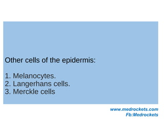 Other cells of the epidermis:
1. Melanocytes.
2. Langerhans cells.
3. Merckle cells
www.medrockets.com
Fb:Medrockets
 