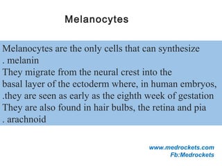 Melanocytes are the only cells that can synthesize
melanin.
They migrate from the neural crest into the
basal layer of the ectoderm where, in human embryos,
they are seen as early as the eighth week of gestation.
They are also found in hair bulbs, the retina and pia
arachnoid.
Melanocytes
www.medrockets.com
Fb:Medrockets
 