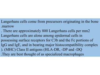 Langerhans cells come from precursors originating in the bone
marrow.
There are approximately 800 Langerhans cells per mm2.
Langerhans cells are alone among epidermal cells in
possessing surface receptors for C3b and the Fc portions of
IgG and IgE, and in bearing major histocompatibility complex
(MHC) Class II antigens (HLA-DR, -DP and -DQ).
They are best thought of as specialized macrophages.
 