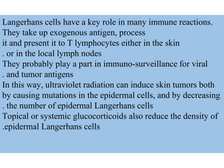 Langerhans cells have a key role in many immune reactions.
They take up exogenous antigen, process
it and present it to T lymphocytes either in the skin
or in the local lymph nodes.
They probably play a part in immuno-surveillance for viral
and tumor antigens.
In this way, ultraviolet radiation can induce skin tumors both
by causing mutations in the epidermal cells, and by decreasing
the number of epidermal Langerhans cells.
Topical or systemic glucocorticoids also reduce the density of
epidermal Langerhans cells.
 