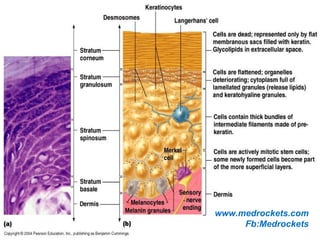 Epidermis—a stratified epithelium
www.medrockets.com
Fb:Medrockets
 