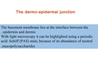 The basement membrane lies at the interface between the
epidermis and dermis.
With light microscopy it can be highlighted using a periodic
acid–Schiff (PAS) stain, because of its abundance of neutral
mucopolysaccharides..
The dermo-epidermal junction
 