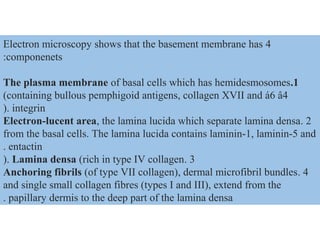 Electron microscopy shows that the basement membrane has 4
componenets:
1.The plasma membrane of basal cells which has hemidesmosomes
(containing bullous pemphigoid antigens, collagen XVII and á6 â4
integrin).
2.Electron-lucent area, the lamina lucida which separate lamina densa
from the basal cells. The lamina lucida contains laminin-1, laminin-5 and
entactin.
3.Lamina densa (rich in type IV collagen).
4.Anchoring fibrils (of type VII collagen), dermal microfibril bundles
and single small collagen fibres (types I and III), extend from the
papillary dermis to the deep part of the lamina densa.
 