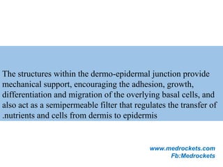 The structures within the dermo-epidermal junction provide
mechanical support, encouraging the adhesion, growth,
differentiation and migration of the overlying basal cells, and
also act as a semipermeable filter that regulates the transfer of
nutrients and cells from dermis to epidermis.
www.medrockets.com
Fb:Medrockets
 