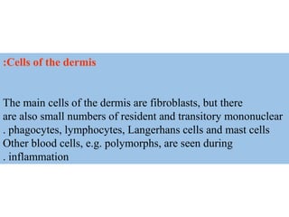 Cells of the dermis:
The main cells of the dermis are fibroblasts, but there
are also small numbers of resident and transitory mononuclear
phagocytes, lymphocytes, Langerhans cells and mast cells.
Other blood cells, e.g. polymorphs, are seen during
inflammation.
 