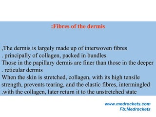 Fibres of the dermis:
The dermis is largely made up of interwoven fibresThe dermis is largely made up of interwoven fibres,,
principally of collagen, packed in bundlesprincipally of collagen, packed in bundles..
Those in the papillary dermis are finer than those in the deeperThose in the papillary dermis are finer than those in the deeper
reticular dermisreticular dermis..
When the skin is stretched, collagen, with its high tensileWhen the skin is stretched, collagen, with its high tensile
strength, prevents tearing, and the elastic fibres, intermingledstrength, prevents tearing, and the elastic fibres, intermingled
with the collagen, later return it to the unstretched statewith the collagen, later return it to the unstretched state..
www.medrockets.com
Fb:Medrockets
 