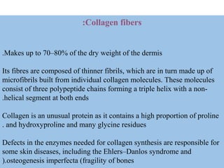 Collagen fibers:
Makes up to 70–80% of the dry weight of the dermis.
Its fibres are composed of thinner fibrils, which are in turn made up of
microfibrils built from individual collagen molecules. These molecules
consist of three polypeptide chains forming a triple helix with a non-
helical segment at both ends.
Collagen is an unusual protein as it contains a high proportion of proline
and hydroxyproline and many glycine residues.
Defects in the enzymes needed for collagen synthesis are responsible for
some skin diseases, including the Ehlers–Danlos syndrome and
osteogenesis imperfecta (fragility of bones(.
 