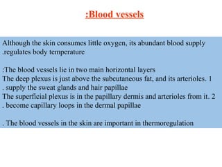 Although the skin consumes little oxygen, its abundant blood supply
regulates body temperature.
The blood vessels lie in two main horizontal layers:
1.The deep plexus is just above the subcutaneous fat, and its arterioles
supply the sweat glands and hair papillae.
2.The superficial plexus is in the papillary dermis and arterioles from it
become capillary loops in the dermal papillae.
The blood vessels in the skin are important in thermoregulation.
Blood vessels:
 