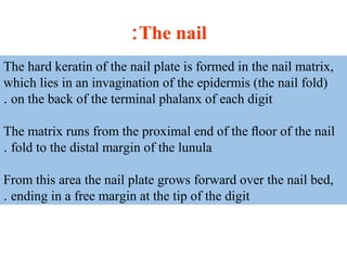 The hard keratin of the nail plate is formed in the nail matrix,
which lies in an invagination of the epidermis (the nail fold(
on the back of the terminal phalanx of each digit.
The matrix runs from the proximal end of the ﬂoor of the nail
fold to the distal margin of the lunula.
From this area the nail plate grows forward over the nail bed,
ending in a free margin at the tip of the digit.
The nail:
 