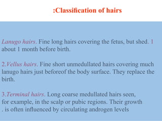 1.Lanugo hairs. Fine long hairs covering the fetus, but shed
about 1 month before birth.
2.Vellus hairs. Fine short unmedullated hairs covering much
of the body surface. They replace thelanugo hairs just before
birth.
3.Terminal hairs. Long coarse medullated hairs seen,
for example, in the scalp or pubic regions. Their growth
is often inﬂuenced by circulating androgen levels.
Classiﬁcation of hairs:
 