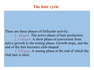 There are three phases of follicular activity:
1. Anagen. The active phase of hair production.
2. Catagen. A short phase of conversion from
active growth to the resting phase. Growth stops, and the
end of the hair becomes club-shaped.
3. Telogen. A resting phase at the end of which the
club hair is shed.
The hair cycle
 