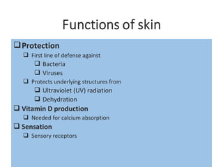 Protection
 First line of defense against
 Bacteria
 Viruses
 Protects underlying structures from
 Ultraviolet (UV) radiation
 Dehydration
 Vitamin D production
 Needed for calcium absorption
 Sensation
 Sensory receptors
 