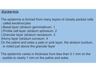 Epidermis:
The epidermis is formed from many layers of closely packed cells
called keratinocytes:
1.Basal layer (stratum germinativum(.
2.Prickle cell layer (stratum spinosum(.
3.Granular layer (stratum ranulosum(.
4.Horny layer (stratum corneum(
On the palms and soles a pale or pink layer, the stratum lucidum,
is noted just above the granular layer.
The epidermis varies in thickness from less than 0.1 mm on the
eyelids to nearly 1 mm on the palms and soles.
 