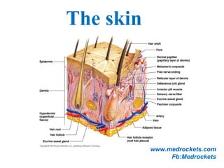 The skin
www.medrockets.com
Fb:Medrockets
 