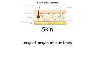 Skin
Largest organ of our body
 